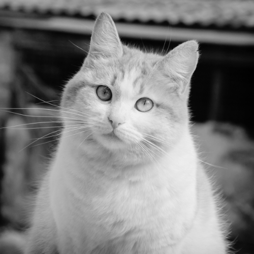 Black and white cat