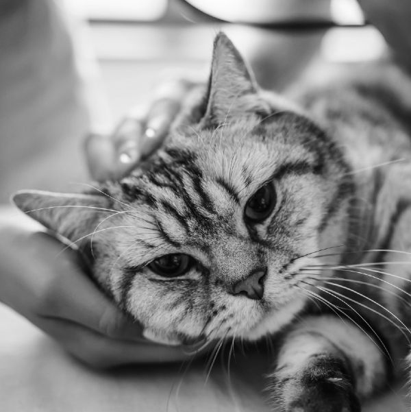 Cat in hands