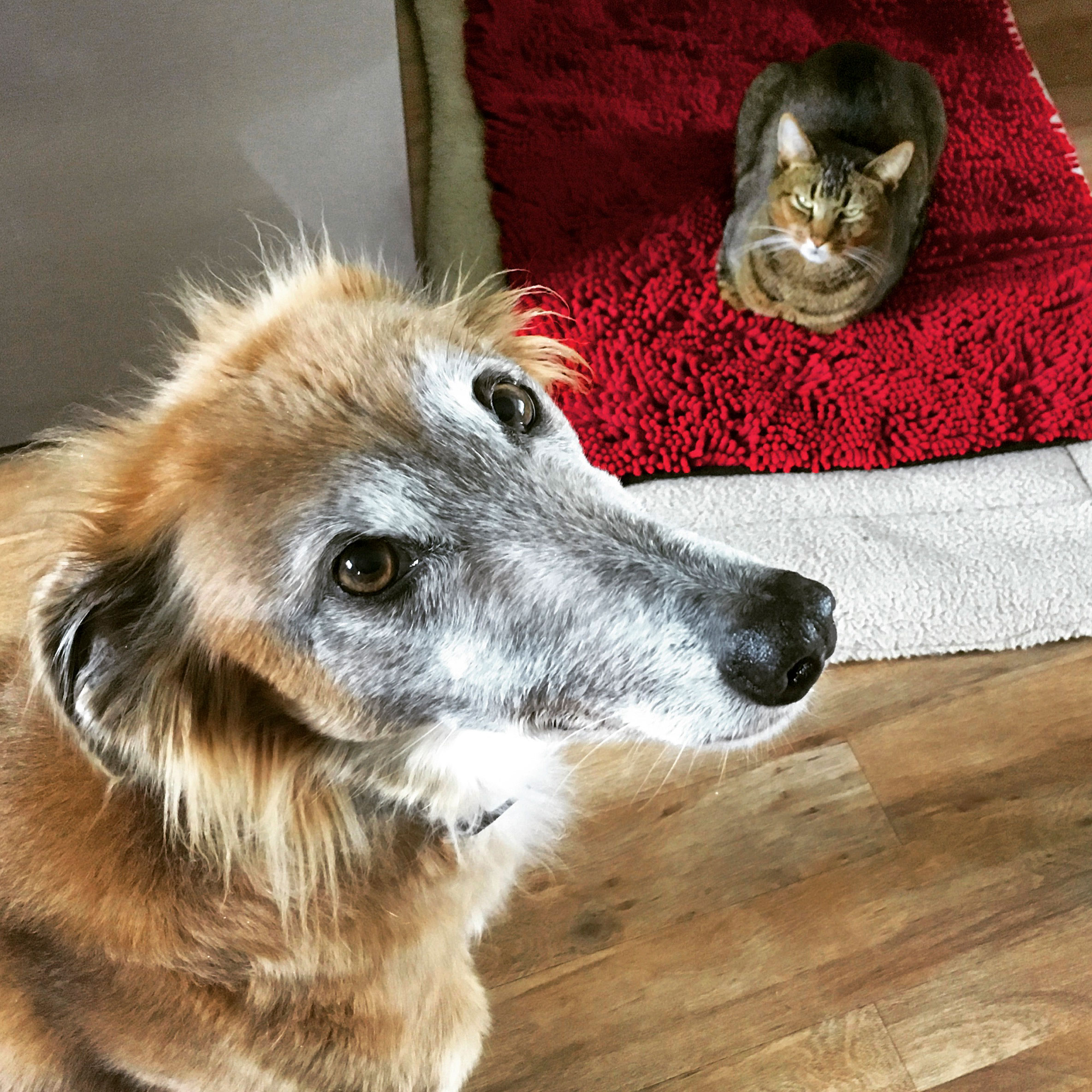 Cat and Dog Sitting Looking Up