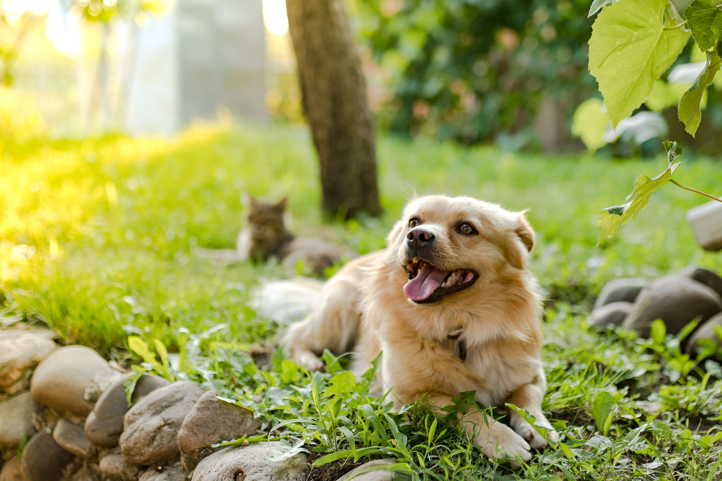 Dog and Cat Laying in Grass
