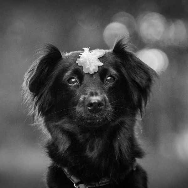 Dog with Leaf