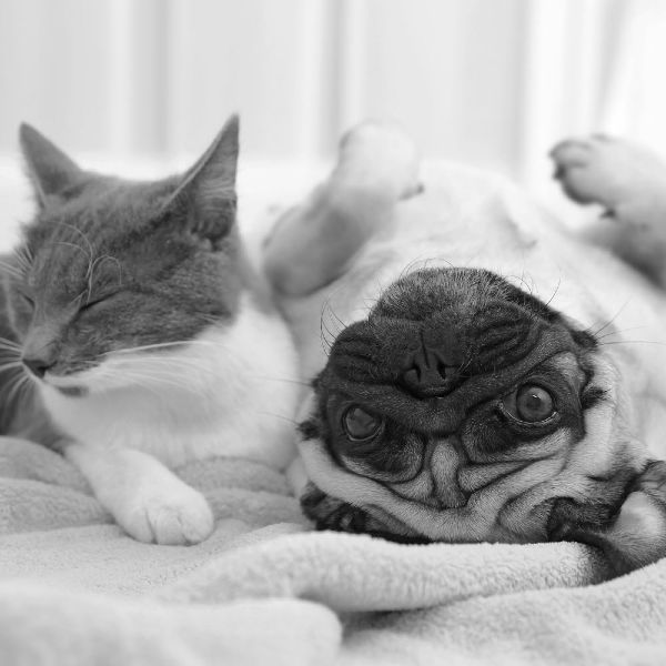 Dog and Cat
