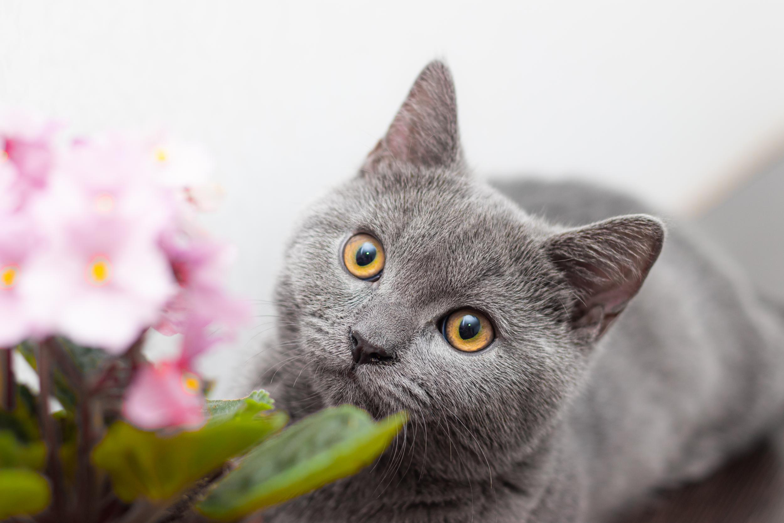 Grey Cat with Yellow Eyes with Floral Plant